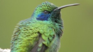 Hummingbird impact référencement longue traîne
