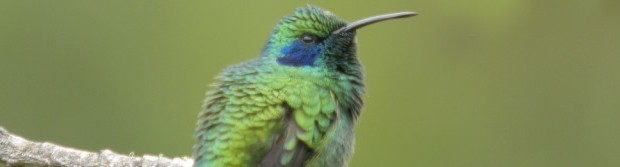 Hummingbird impact référencement longue traîne