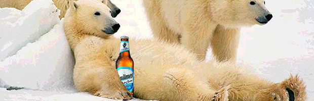 Pub Quilmes ours polaires